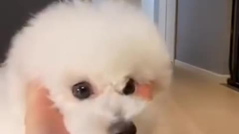Cute and Funny Dog Training with Hand | Smart Dog | Lovely Pet #shorts
