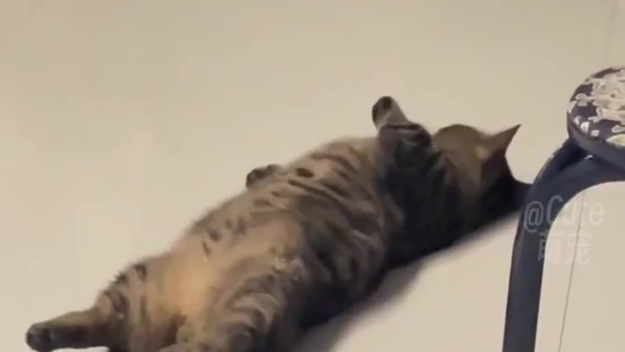 FUNNY CAT VIDEO #1