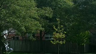Giant dancing bubbles
