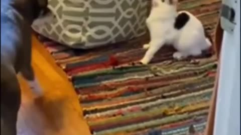 Funny Animals