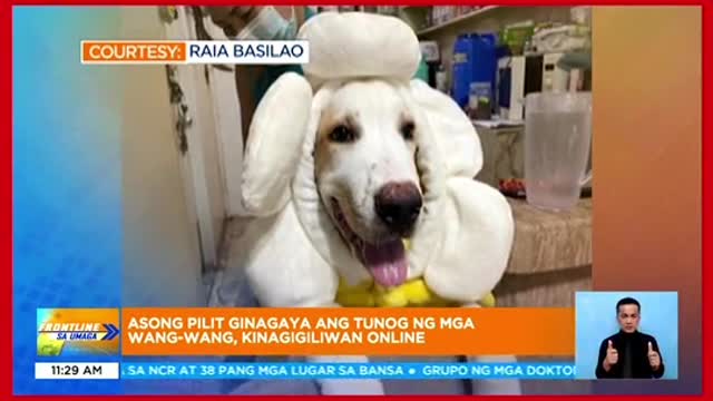 Aso, ginagaya ang tunog ng wang-wang