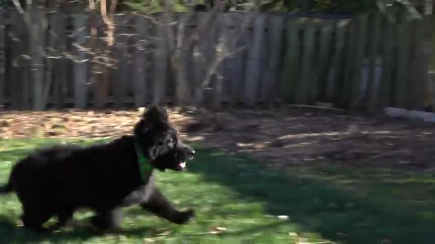 8 week old opera singing Shepherd puppies