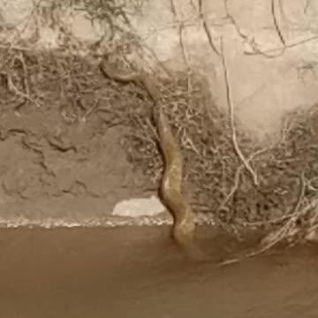 Ajj hum ny Aek Snak dekha today I have a see a very dangerous