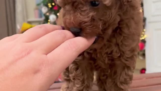 Puppy biting fingers