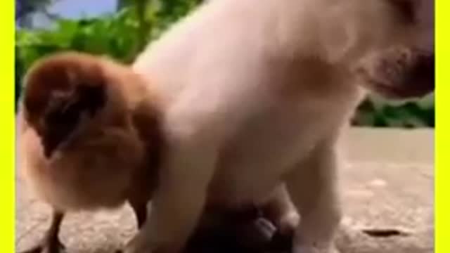 Funny cat videos funny dog video cat's meow meow meow ๐บ๐บ๐ป๐ผ๐บ๐บ