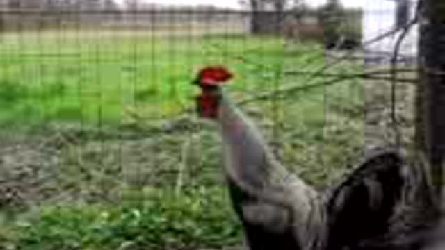 The pleasant sound of a rooster