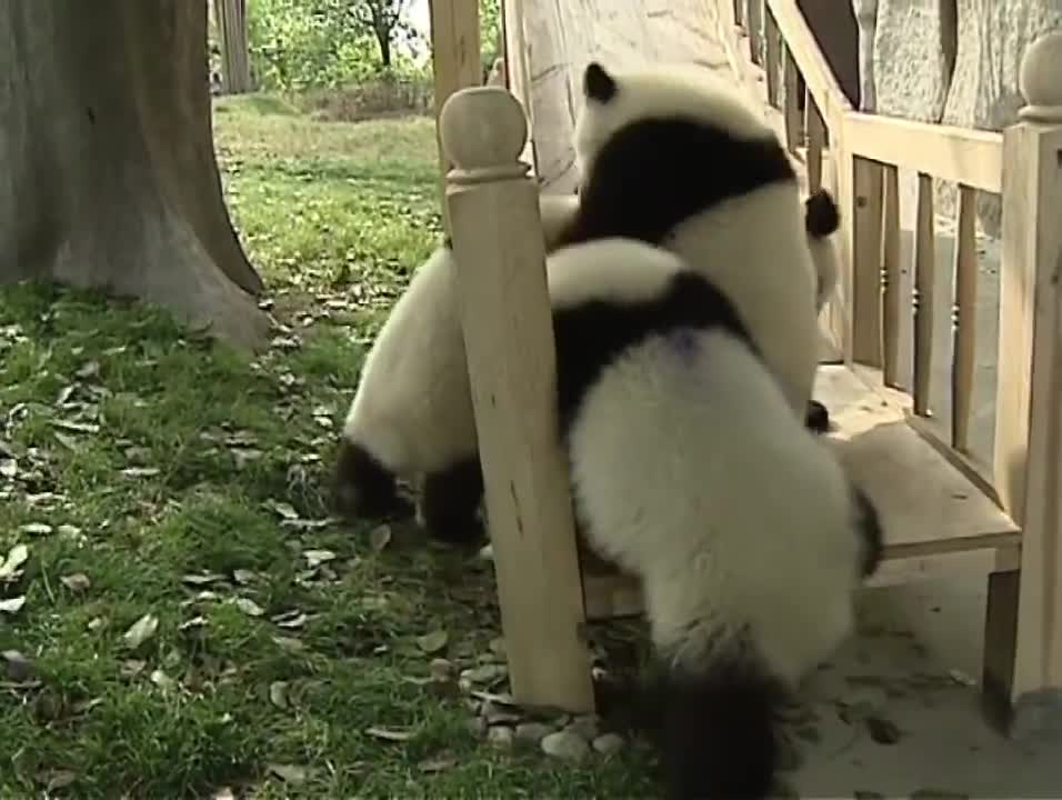 Cute pandas playing on the slide