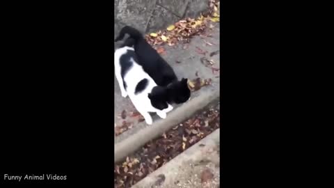 TRY NOT TO LAUGH | FUNNY ANIMALS COMPILATION