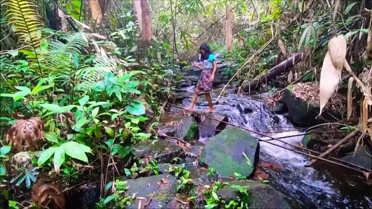 BUCEPHALANDRA in BORNEO JUNGLE