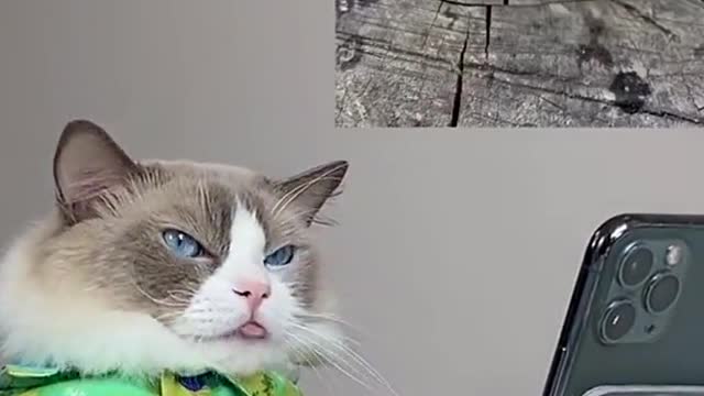 Next level creativity. 😼😼