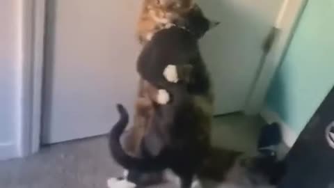 Funny romantic cat 🐈😺