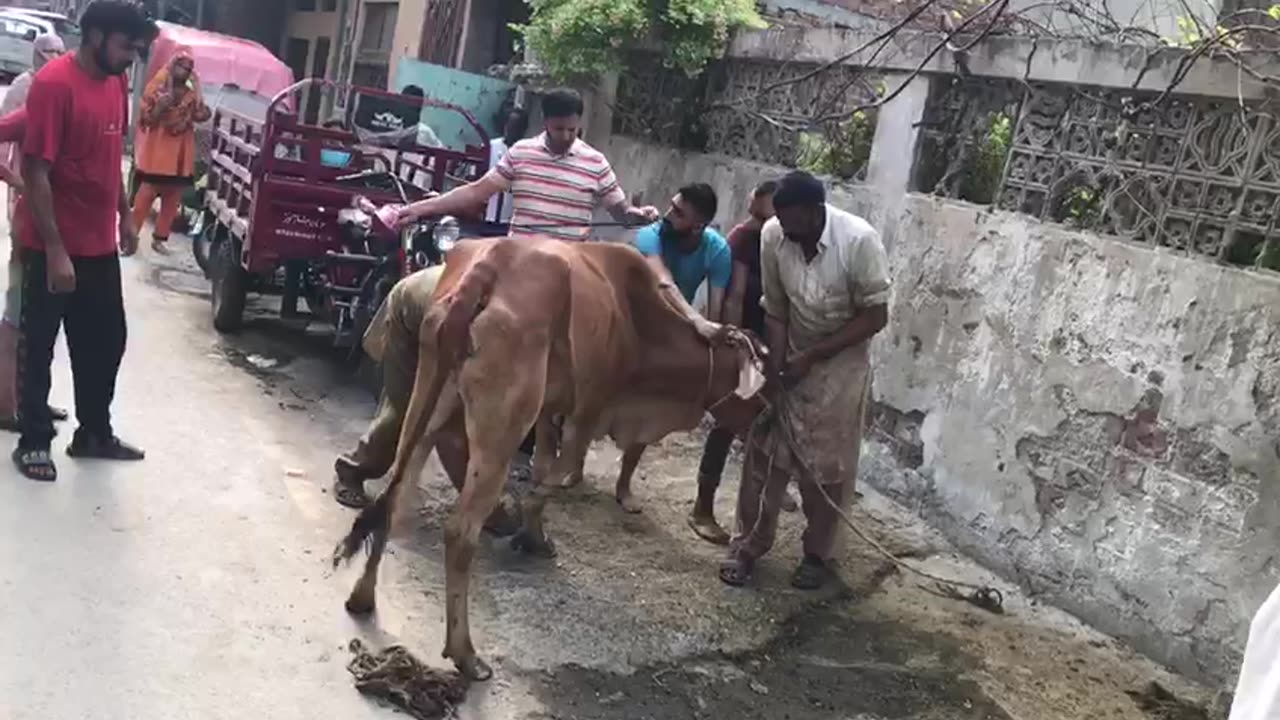 Cow become aggressive