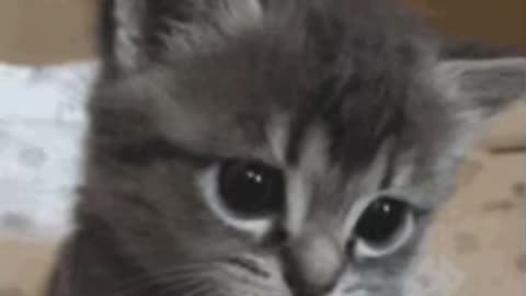 Cute Cat Gif