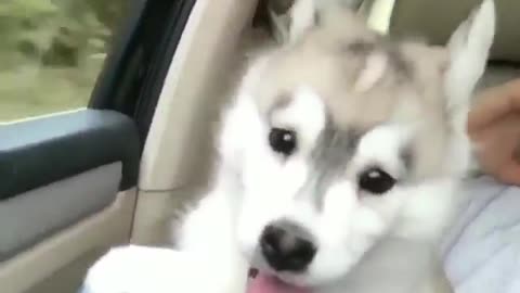 A dog going for a ride