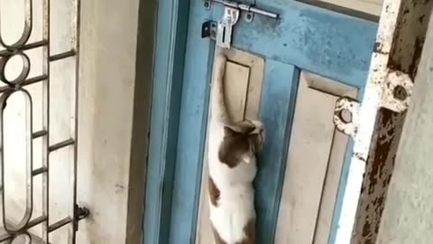 Funny Indian cat