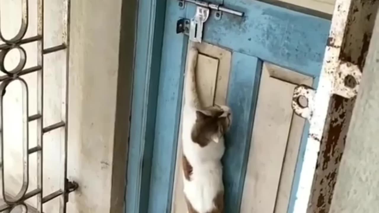 Funny Indian cat