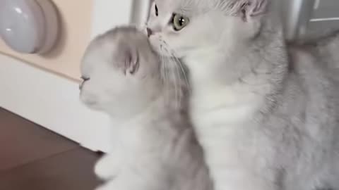 Cute kitties