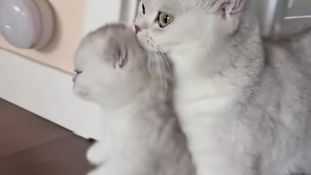 Cute kitties