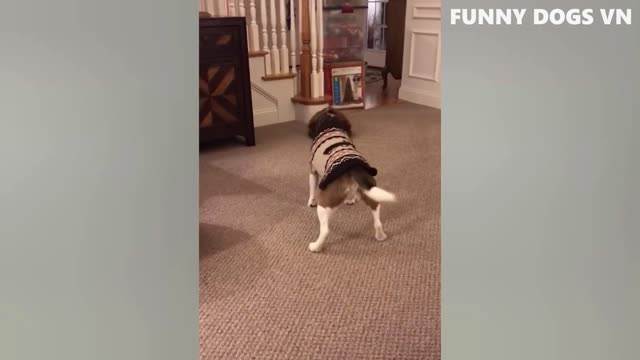 Funniest Animals Video - Funny Dogs And Cats Try Not To Laugh Animals 2022