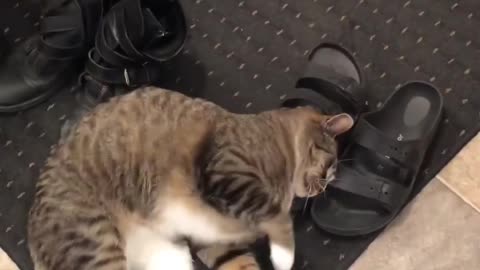 Cat playing in footwear very cute 🥰