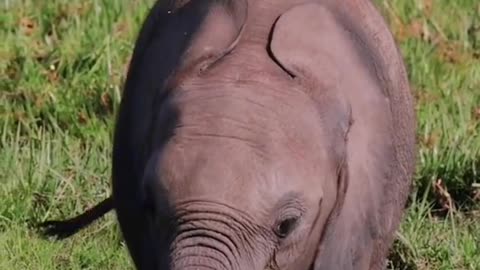 Protect nature protect wild animals elephants