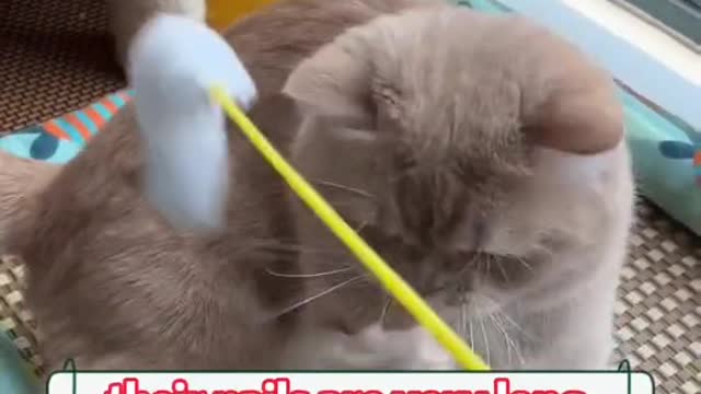 Animal World 9