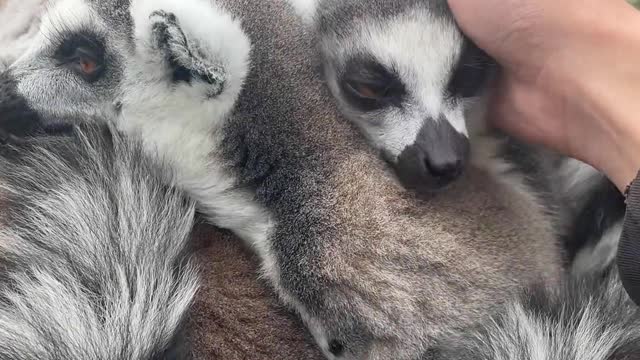 Ring-tailed lemur