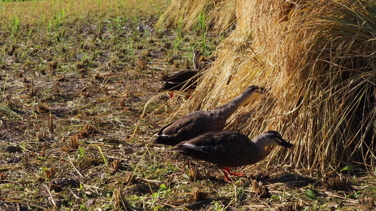 Ducks are pecking at the grains in the stacks of rice harvested in the fall