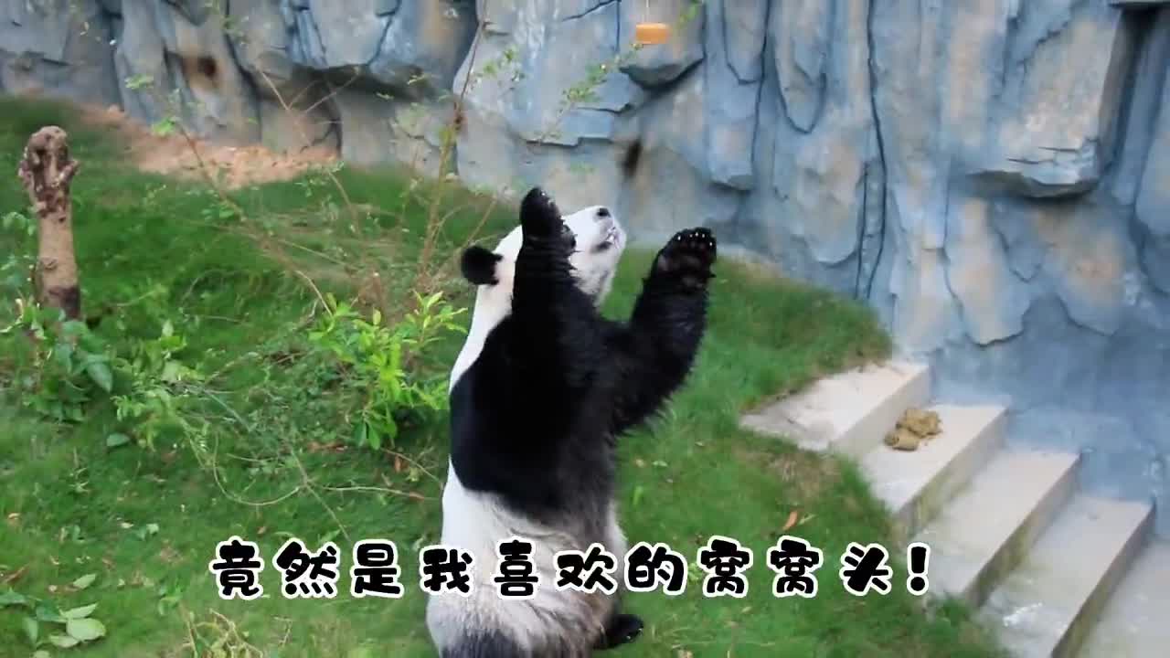 Panda is a national treasure