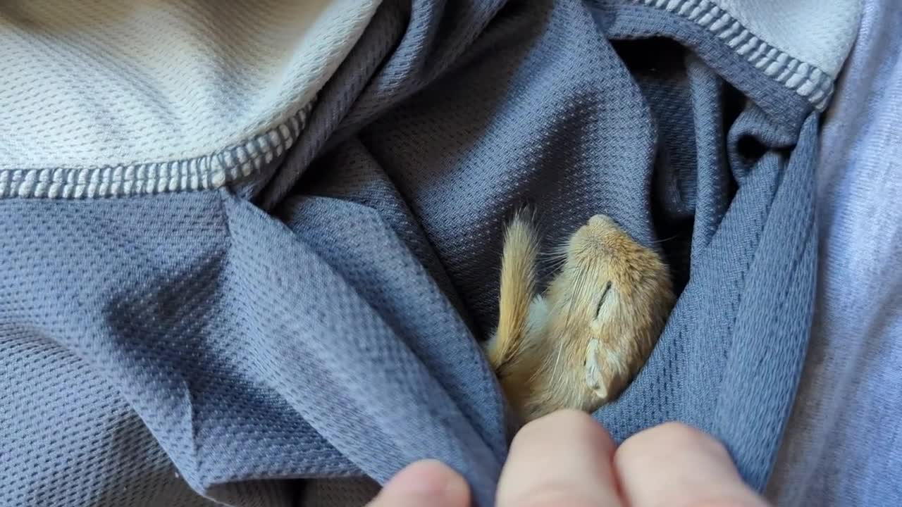 Fostering a 3-legged gerbil and then this happened...