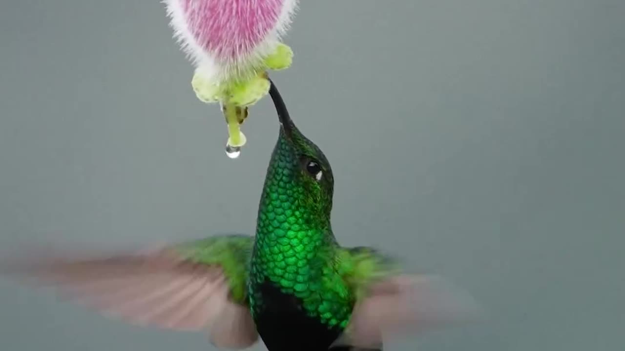 Feathered Playtime: Birds Having Fun with Fruits