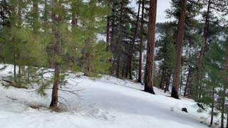 Pine-Filled Ochoco National Forest – Bandit Springs Sno-Park – Central Oregon – 4K