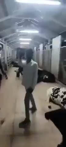 ΤΟΥΣ ΠΗΓΕ ΑΓΕΛΑΔΑ