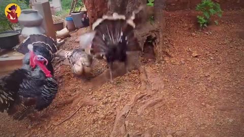 CRAZY ROOSTER, FUNNY ANIMALS