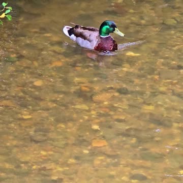 Duck in a small river / beautiful male duck in a river.