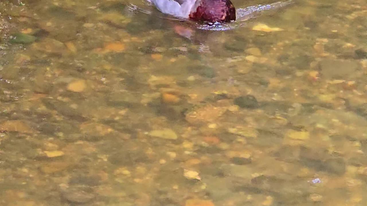 Duck in a small river / beautiful male duck in a river.