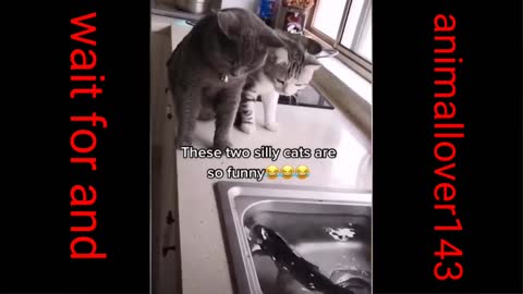 These two silly cat are so funny😂