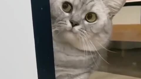 so cute cat playing with her beautiful eyes