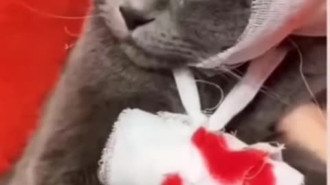 Funny cat's Love each other 😂