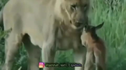 A WILD GIRL MADE A FRIEND WITH A LION