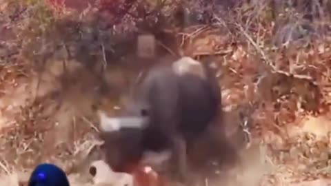 Extreme Fights Between Wild Animals