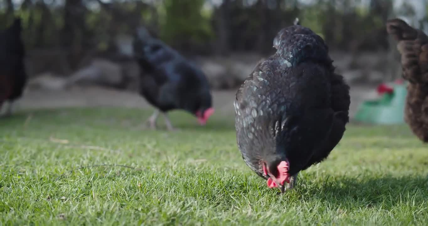 Chickens Eating Grass