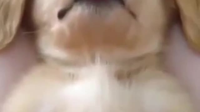 there is no animal on the earth