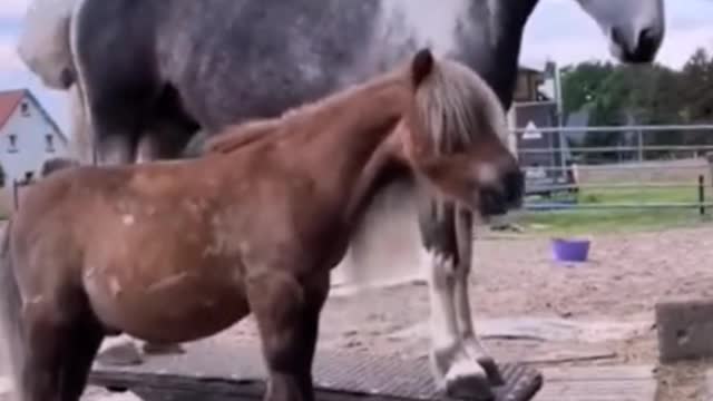 Do you know what these two horses are doing?