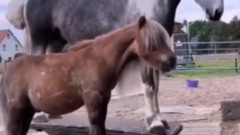 Do you know what these two horses are doing?