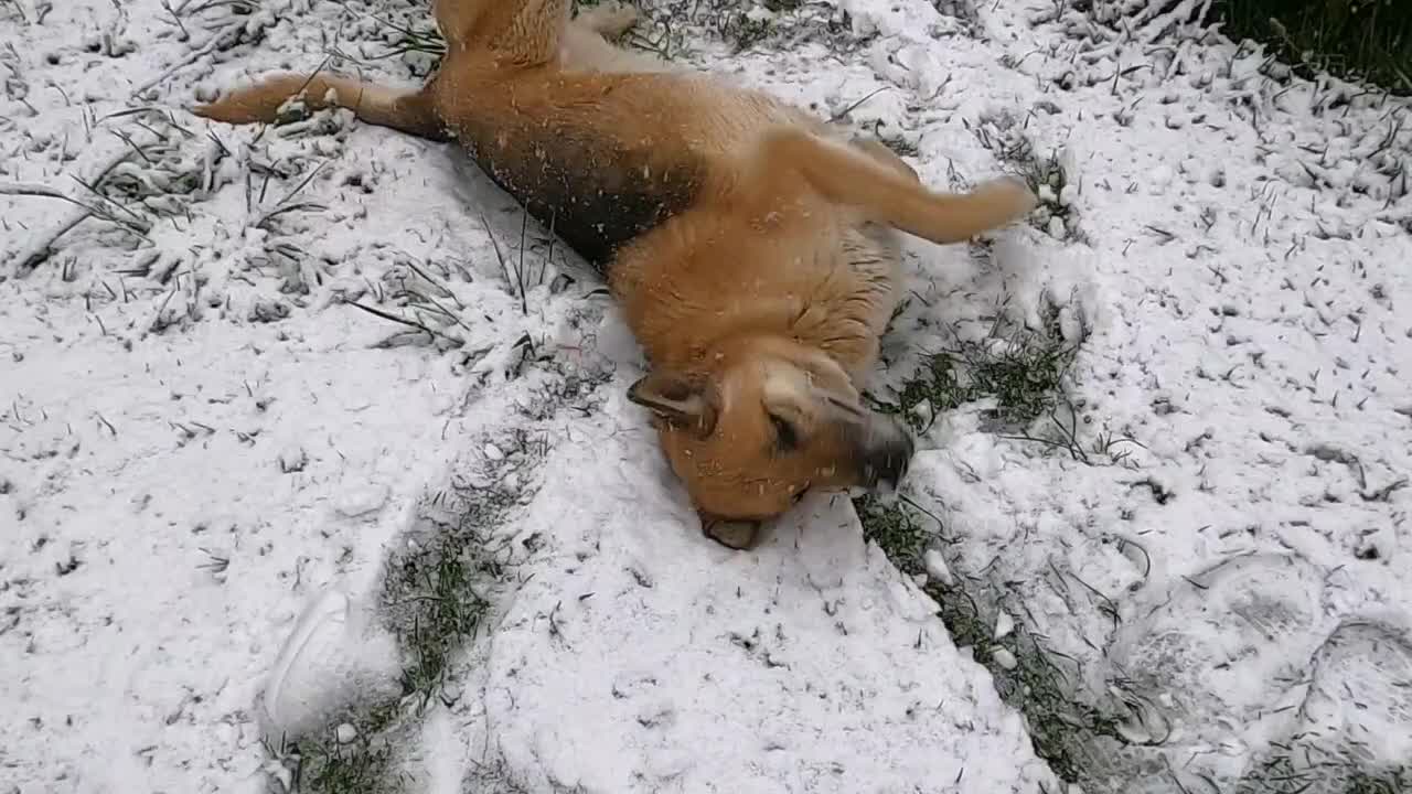 Dog amazing funniest video
