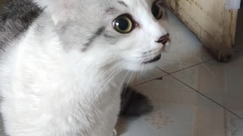 Funny cat video