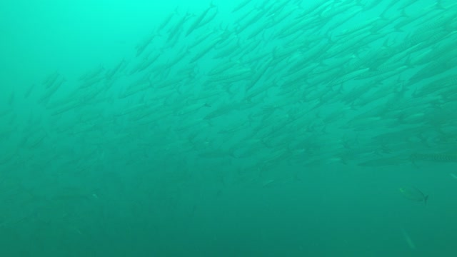 barracuda underwater sea thailand