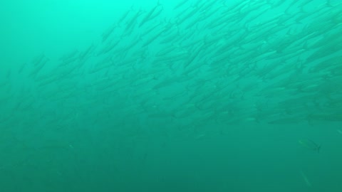 barracuda underwater sea thailand