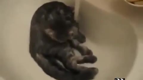 funny cat compilation